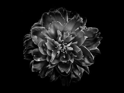 Backyard flowers in black and white 55
