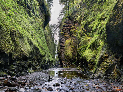 The moss temple