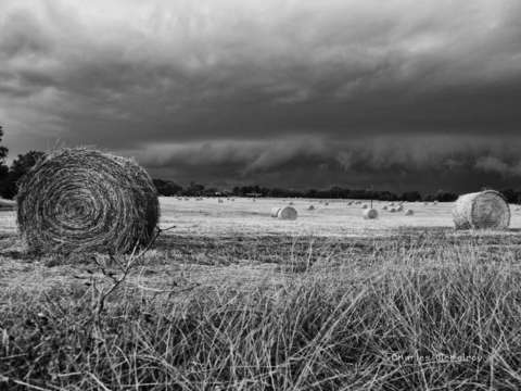 Roll of hay