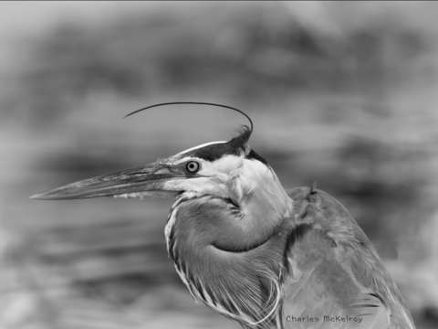 Head quill