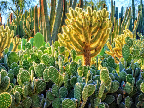 Cactus garden