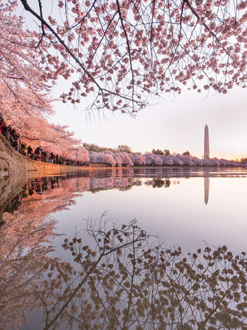 Peak bloom