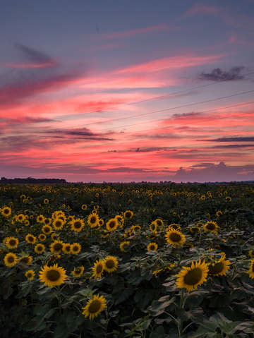 Flowers of the sun