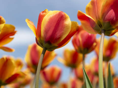 Just tulips