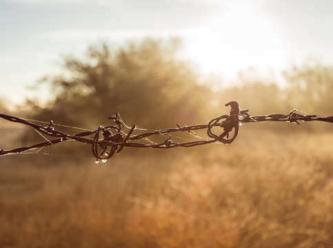 Barbed wire fence