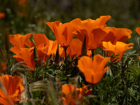 Poppy bloom