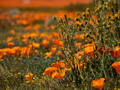 In a sea of orange