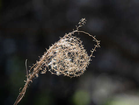 Water grass seeds
