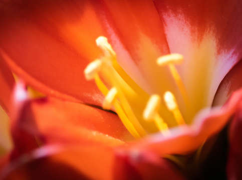 Lily in orange