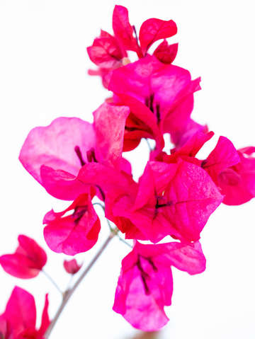Hot pink on white