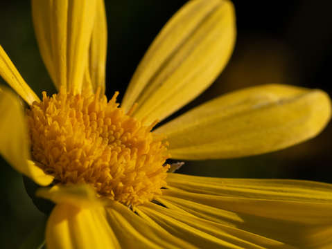 Waving yellow daisy