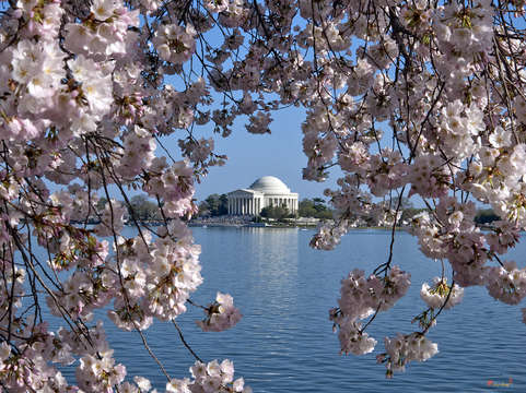 Jefferson memorial on the tidal basin