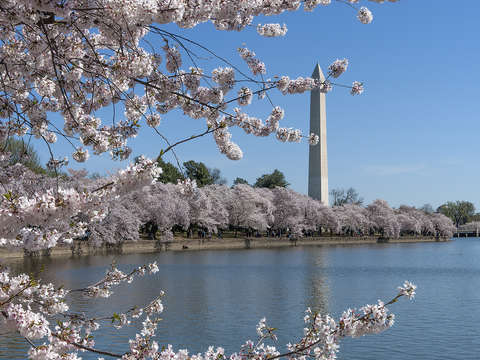 Washington monument from the tidal basin ds0063