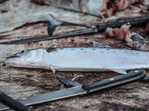 Fish and knives