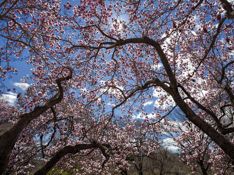 Magnolia trees 1