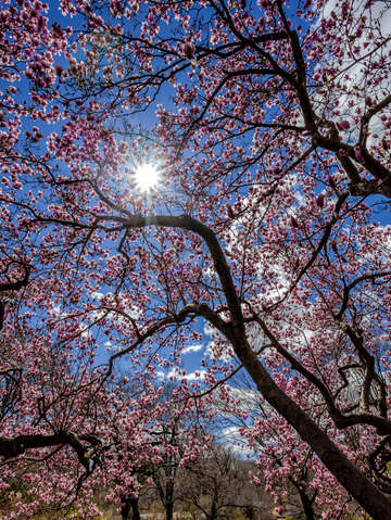 Magnolia trees 2