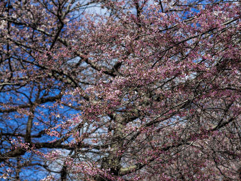 Cherry trees 2