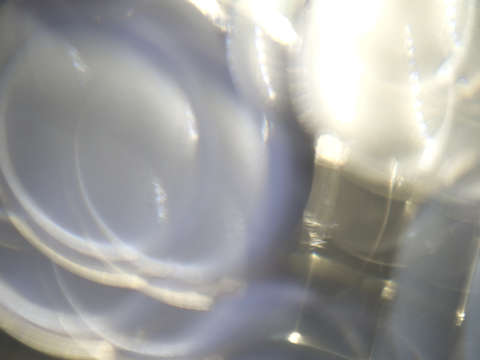 Lux glow 1004