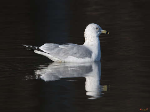 Ring billed gull dseab008