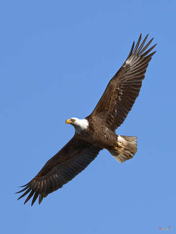 Bald eagle soaring over pohick bay drb139