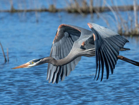 Great blue heron in flight dmsb0151