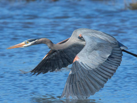 Great blue heron in flight dmsb0153