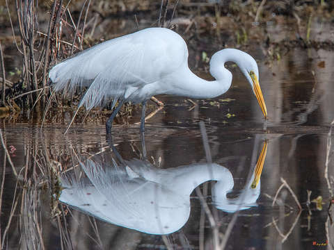 Great egret in breeding plumage dmsb0154