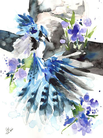 Blue jay 4