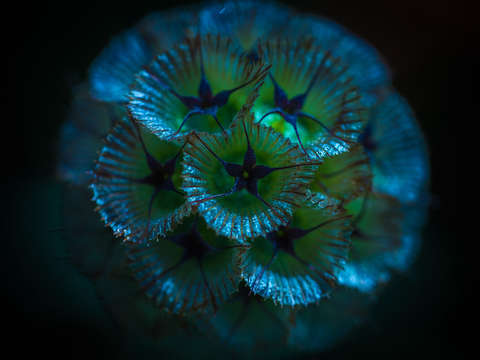 Blue flower 3