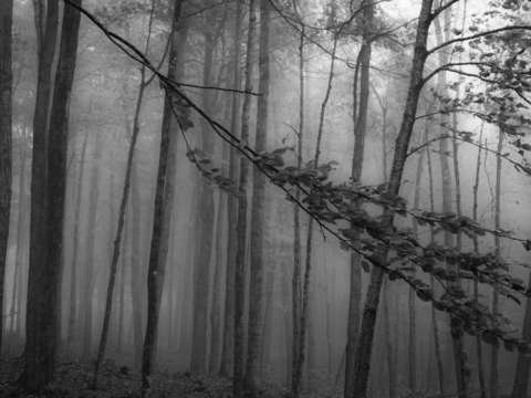 Forest fog