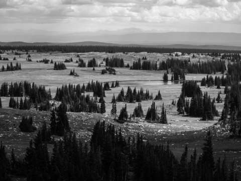 Medicine bow