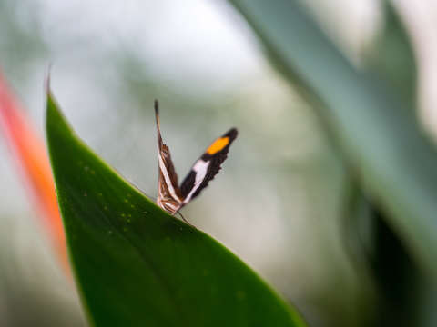 Butterfly 12