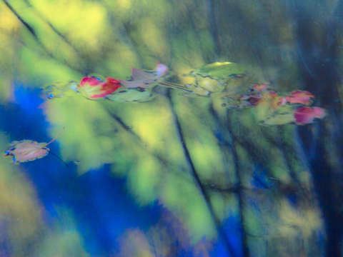 Foliage marsh