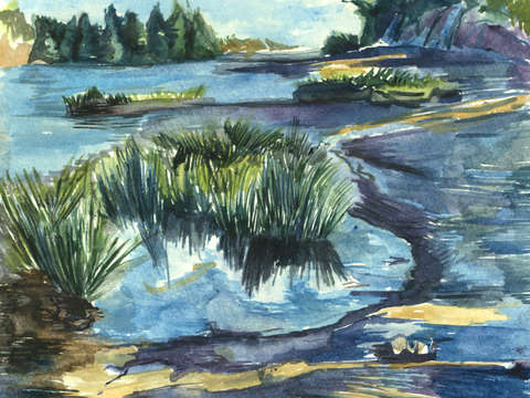 Thompson island reeds