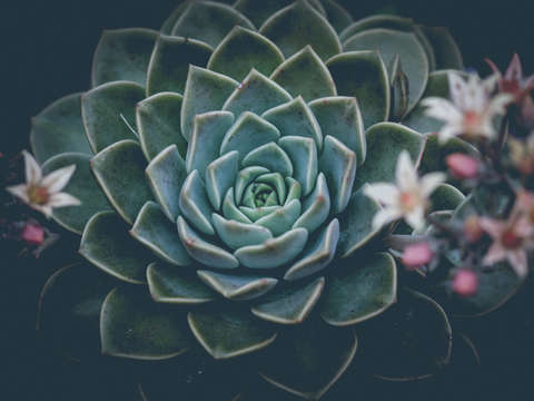 Succulent film fade iii