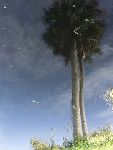 Blue palm trees