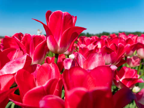 Tulip fields of new jersey