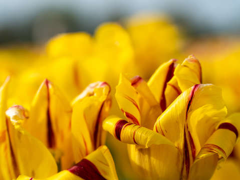 Tulip fields of new jersey 2