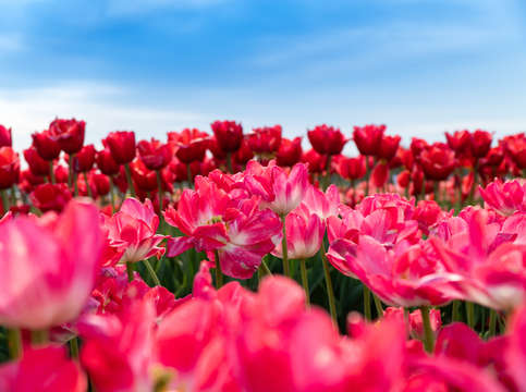 Tulip fields of new jersey 4