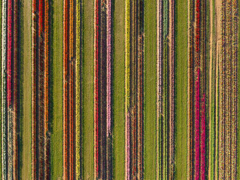 Tulip fields of new jersey 5