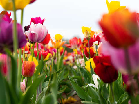Tulip fields of new jersey 6