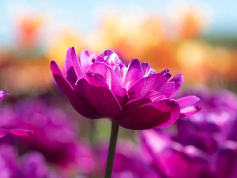 Tulip fields of new jersey 7