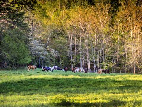 Horses in the field dsc 0219 2