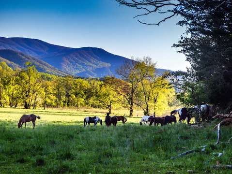 Horses in the mountains dsc 0210
