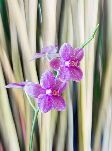Moving trees bamboo with orchids format 200px