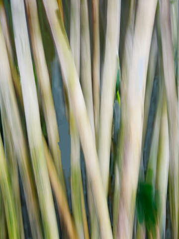 Moving trees bamboo 52 70 portrait format 200px