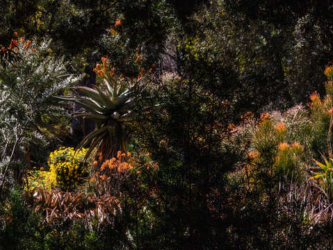 Cactus garden of color