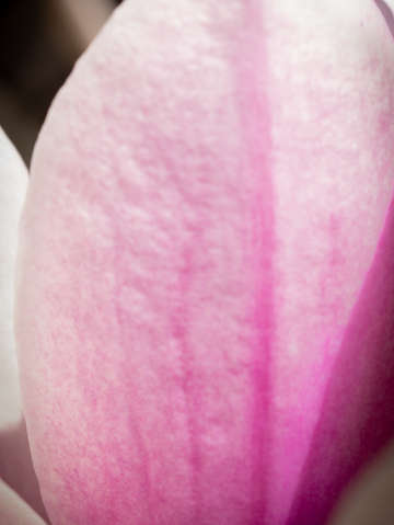 Magnolia in pink