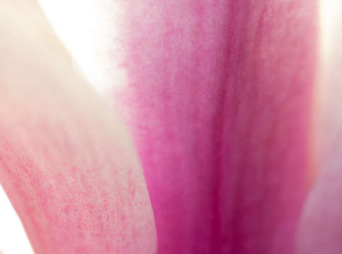 Magnolia opening day