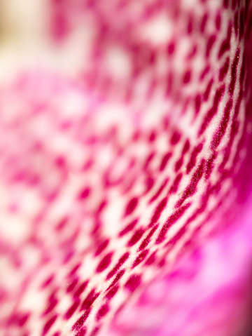 Pink leopard spots